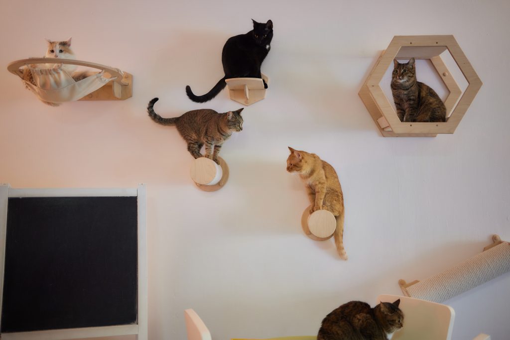 Cat scratching post wall mounted in modern room for pet on white wall, stylish decoration for cat owner